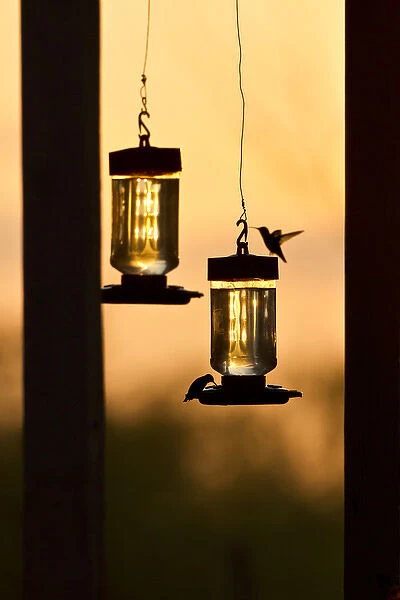 Hummingbirds at feeder before sunrise, Texas