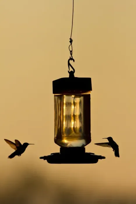 Framed Print : Hummingbirds at feeder before sunrise, Texas Framed Print : Hummingbirds at feeder before sunrise, Texas