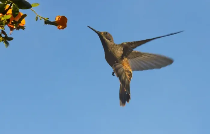 Framed Print : Hummingbrid, Venezuela