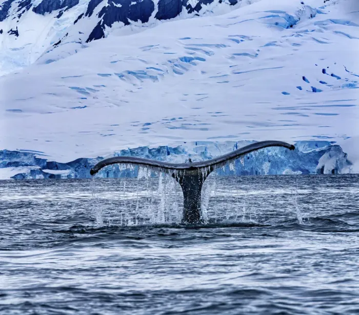 Framed Print : Humpback Baleen Whale Tail Chasing Krill blue Charlotte Bay, Antarctica Framed Print : Humpback Baleen Whale Tail Chasing Krill blue Charlotte Bay, Antarctica