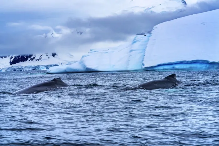 Framed Print : Two Humpback Baleen Whales Chasing Krill blue iceberg Floating sea water Charlotte Bay
