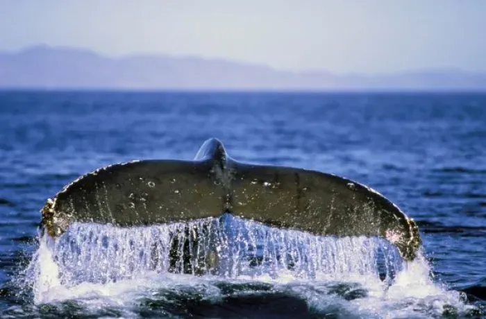 Framed Print : Humpback tail Framed Print : Humpback tail