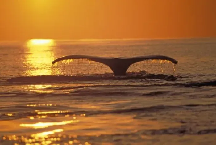 Framed Print : Humpback whale
