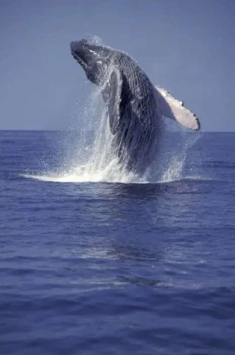 Framed Print : Humpback whale breaching (Megaptera novaeangliae)