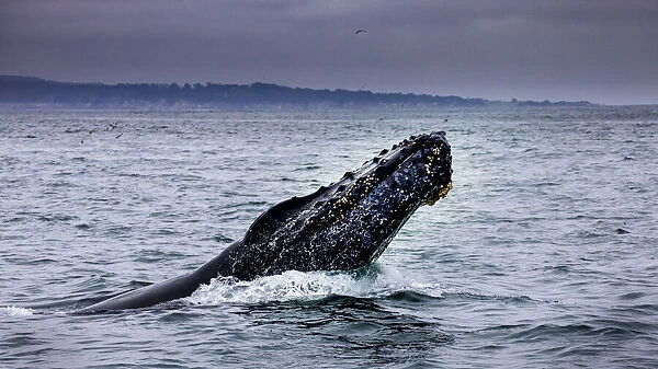 Humpback Whale breaching. Monterey Bay, California, USA