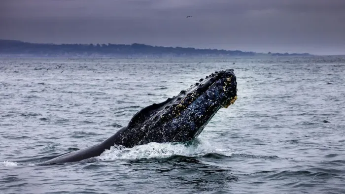 Framed Print : Humpback Whale breaching. Monterey Bay, California, USA Framed Print : Humpback Whale breaching. Monterey Bay, California, USA