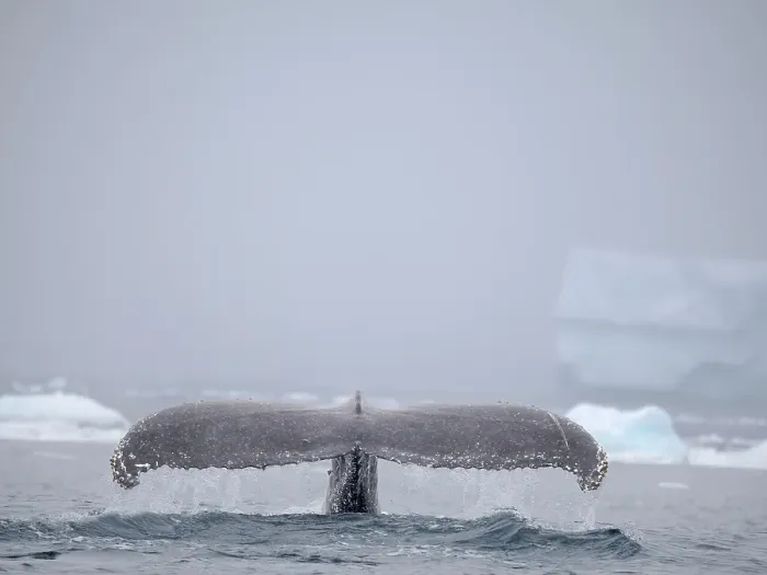 Framed Print : Humpback Whale, close to the Antarctic Peninsula during late summer. Polar Region, Southern Ocean, Antarctic Peninsula