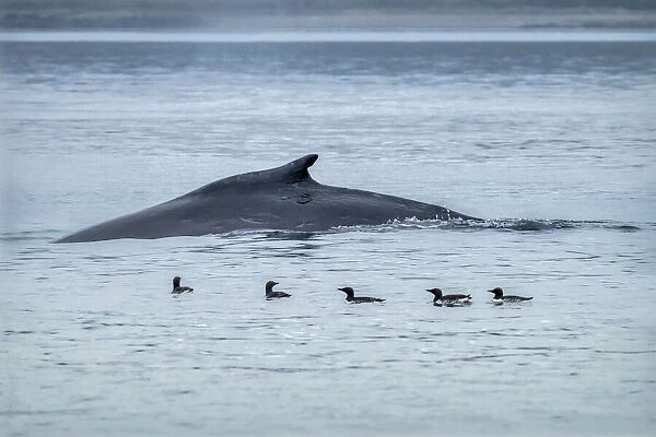 Humpback Whale, Ernest Sound, Wrangell, Alaska, USA