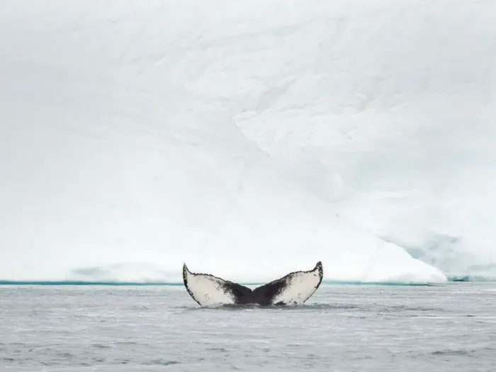 Framed Print : Humpback whale in front of icebergs at the mouth of the Ilulissat Icefjord at Disko Bay Framed Print : Humpback whale in front of icebergs at the mouth of the Ilulissat Icefjord at Disko Bay