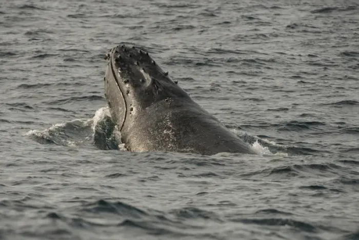 Framed Print : Humpback Whale (Megaptera novaeangliae), Sardine run, Eastern Cape, SOUTH AFRICA Framed Print : Humpback Whale (Megaptera novaeangliae), Sardine run, Eastern Cape, SOUTH AFRICA