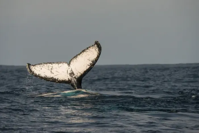 Framed Print : Humpback Whale (Megaptera novaeangliae), Sardine run, Eastern Cape, SOUTH AFRICA