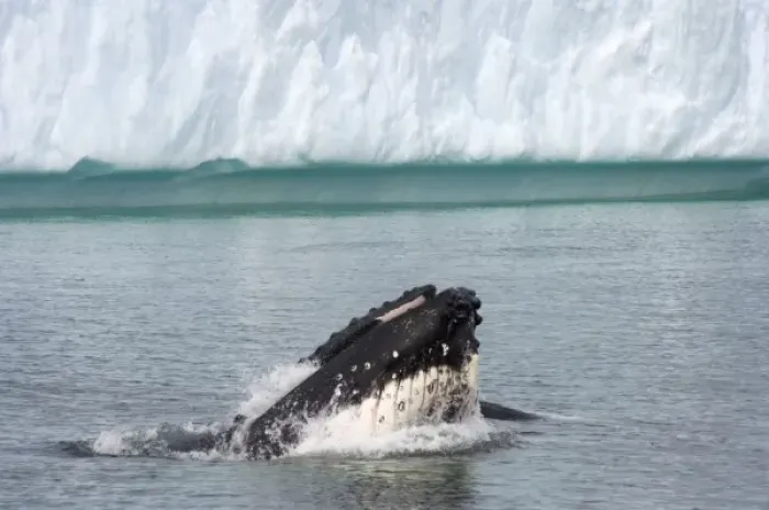 Framed Print : humpback whale, Megaptera novaeangliae, feeding in the waters off the western Antarctic Peninsula