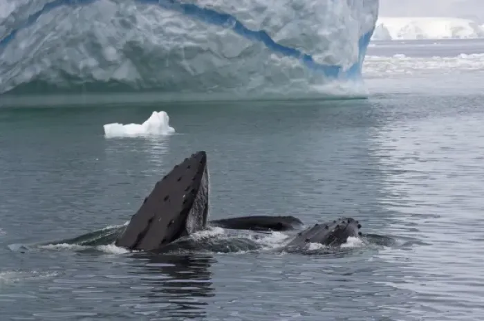 Framed Print : humpback whale, Megaptera novaeangliae, pair feeding in the waters off the western