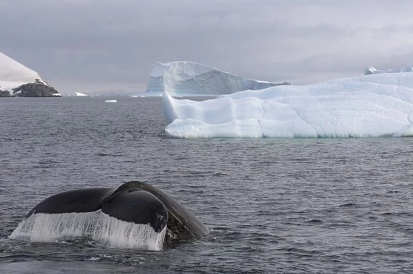 humpback whale, Megaptera novaeangliae, feeding in the waters off the western Antarctic Peninsula