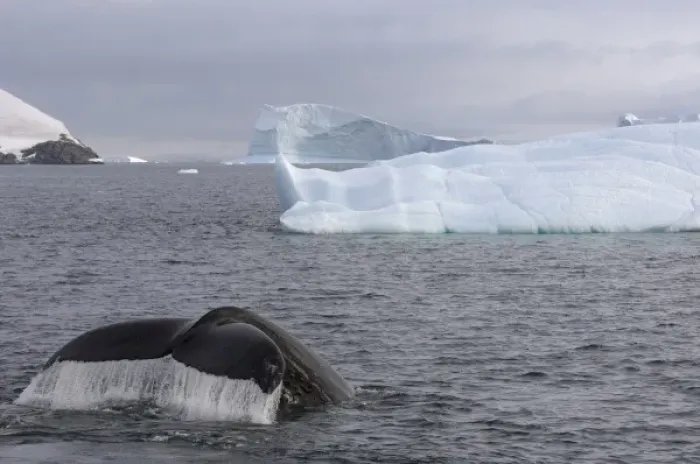 Framed Print : humpback whale, Megaptera novaeangliae, feeding in the waters off the western Antarctic Peninsula
