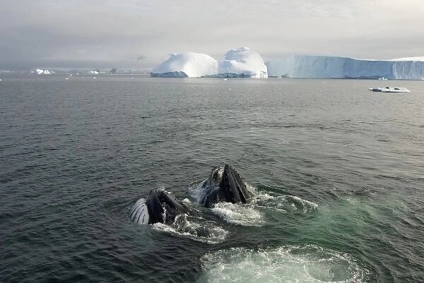humpback whale, Megaptera novaeangliae, pair feeding in the waters off the western