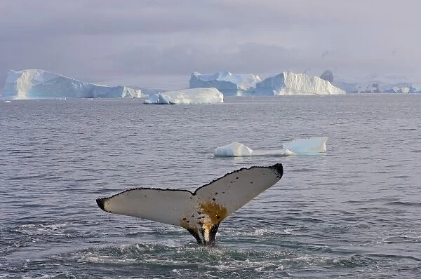 humpback whale, Megaptera novaeangliae, feeding in the waters off the western Antarctic Peninsula
