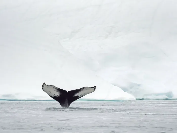 Framed Print : Humpback whale (Megaptera novaeangliae) in front of icebergs at the mouth of Framed Print : Humpback whale (Megaptera novaeangliae) in front of icebergs at the mouth of