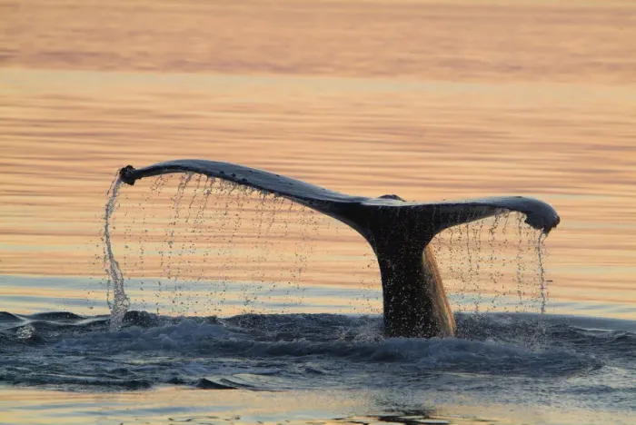 Framed Print : A humpback whale shows its flukes and a waterfall as it sounds