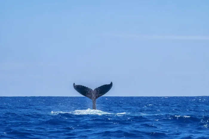 Framed Print : Humpback whale tail