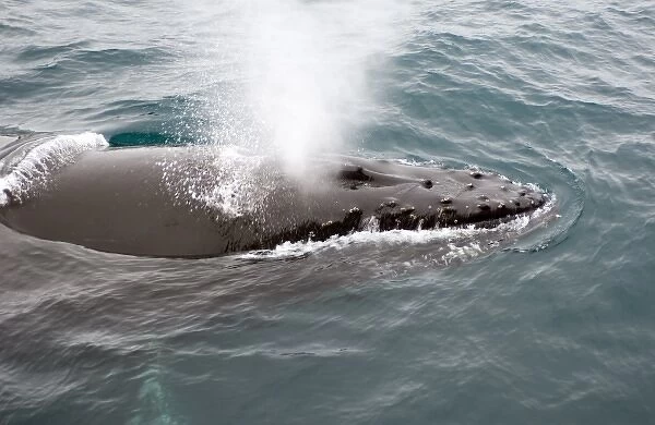 Humpback whales in Antarctica