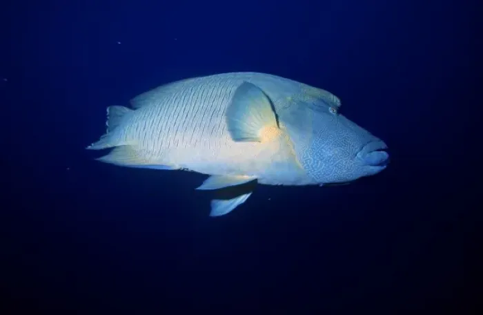 Framed Print : Humphead wrasse, Cheilinus undulatus, Red Sea, Egypt Framed Print : Humphead wrasse, Cheilinus undulatus, Red Sea, Egypt
