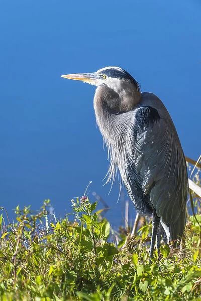 A hunched Great Blue Heron by the side of deep blue water, standing in brush