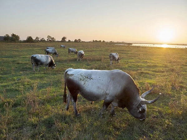 Hungarian Grey or Hungarian Steppe Cattle (Magyar Szuerke)