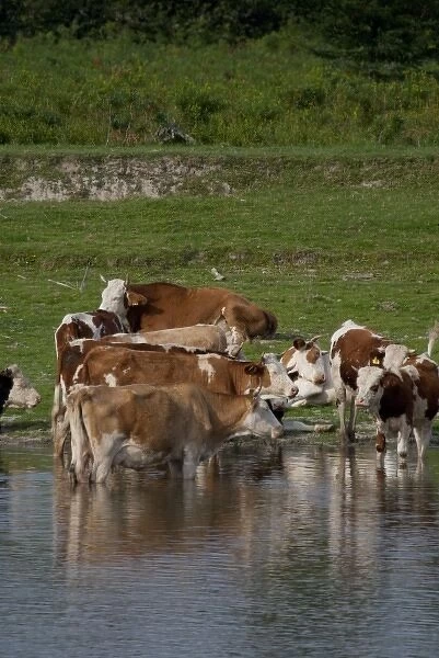 Hungary, Cattle resting along the banks of the Danube River near the confluence of the Tisza River