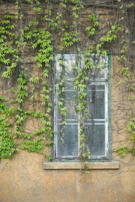 Framed Print : HUNGARY-DANUBE BEND-Visegrad: Vine Covered Building Framed Print : HUNGARY-DANUBE BEND-Visegrad: Vine Covered Building