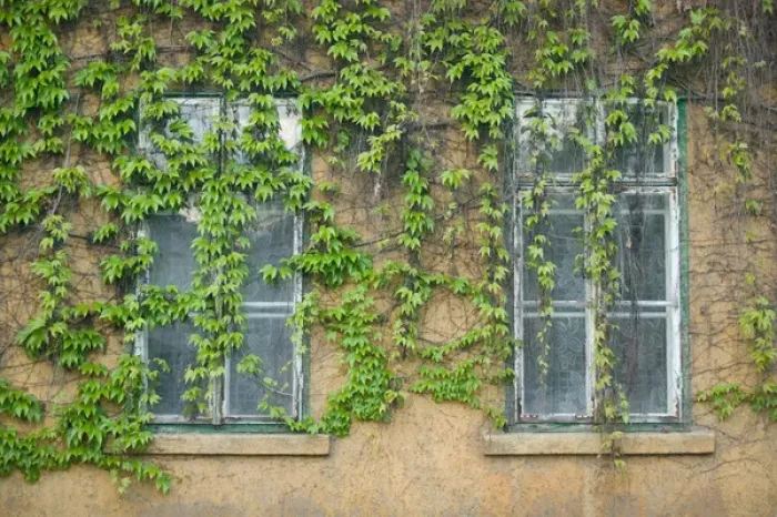 Framed Print : HUNGARY-DANUBE BEND-Visegrad: Vine Covered Building Framed Print : HUNGARY-DANUBE BEND-Visegrad: Vine Covered Building