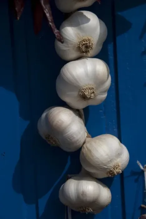 Framed Print : Hungary, Kalocsa. Fresh garlic bulbs hanging on blue door