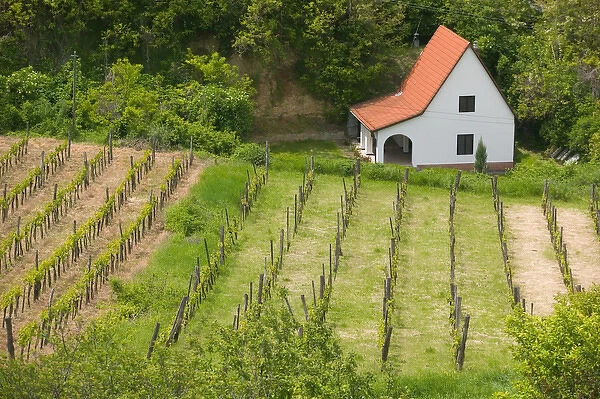 HUNGARY-Southern Transdanubia-SZEKSZARD: Vineyard View from Calvary Hill