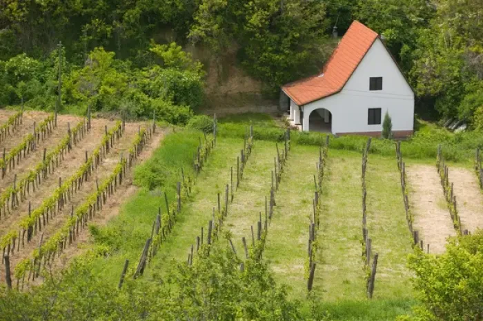 Framed Print : HUNGARY-Southern Transdanubia-SZEKSZARD: Vineyard View from Calvary Hill