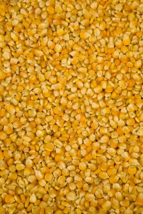Framed Print : Husked corn kernels for sale in market, Cuenca, Ecuador, South America Framed Print : Husked corn kernels for sale in market, Cuenca, Ecuador, South America