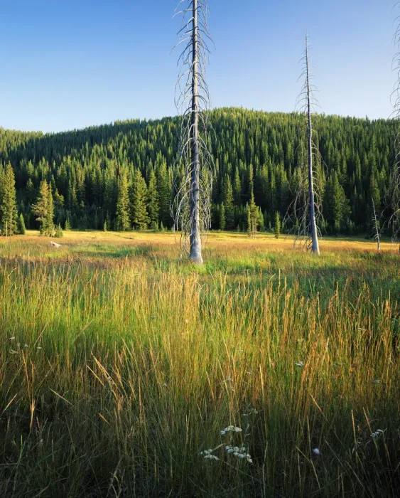 Framed Print : HUSTON PARK WILDERNESS, WYOMING. USA. Snags & grasses in wet meadow below forested slopes Framed Print : HUSTON PARK WILDERNESS, WYOMING. USA. Snags & grasses in wet meadow below forested slopes