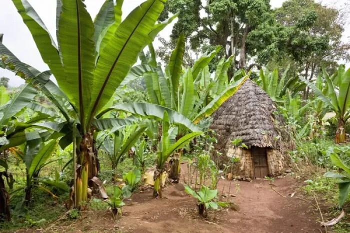 Framed Print : Huts of the Dorze people in the Guge Mountains of Ethiopia with groves of cooking banana, enset Framed Print : Huts of the Dorze people in the Guge Mountains of Ethiopia with groves of cooking banana, enset
