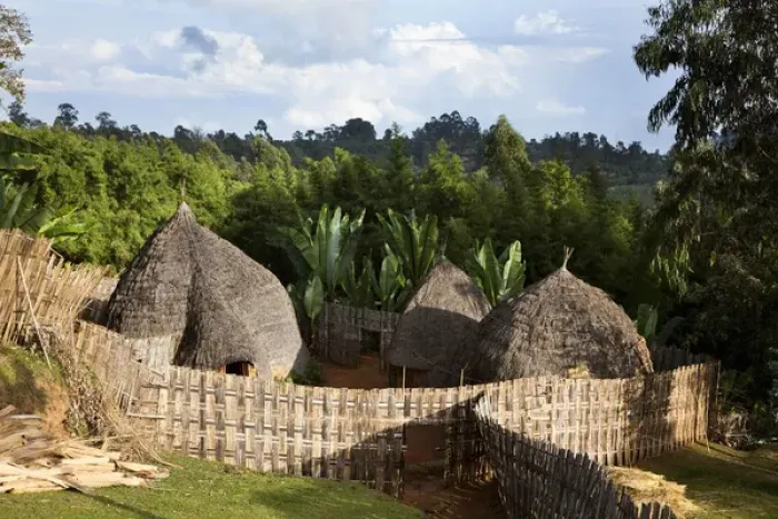 Framed Print : Huts of the Dorze people in the Guge Mountains of Ethiopia with groves of cooking banana, enset Framed Print : Huts of the Dorze people in the Guge Mountains of Ethiopia with groves of cooking banana, enset