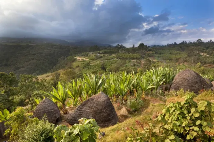 Framed Print : Huts of the Dorze people in the Guge Mountains of Ethiopia with groves of cooking banana, enset Framed Print : Huts of the Dorze people in the Guge Mountains of Ethiopia with groves of cooking banana, enset