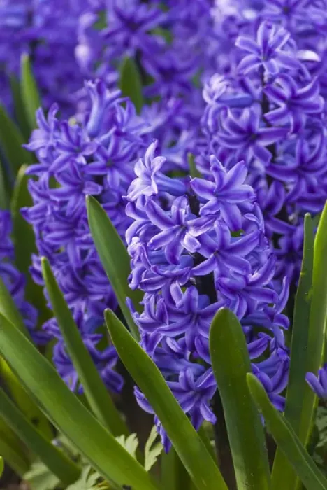 Framed Print : Hyacinth in bloom Framed Print : Hyacinth in bloom