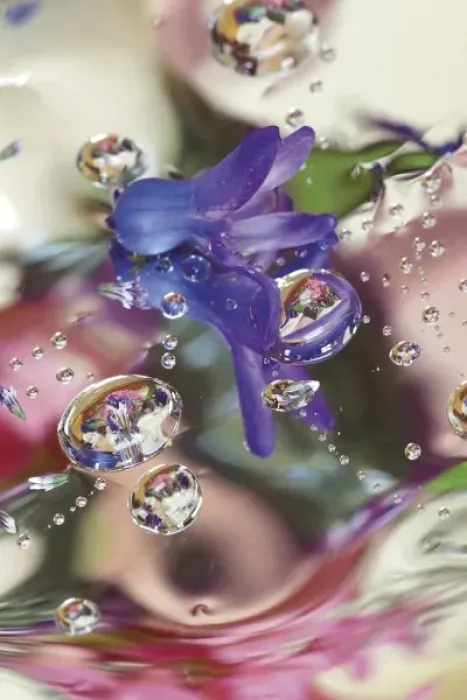 Framed Print : Hyacinth Bud on Mylar With Reflections