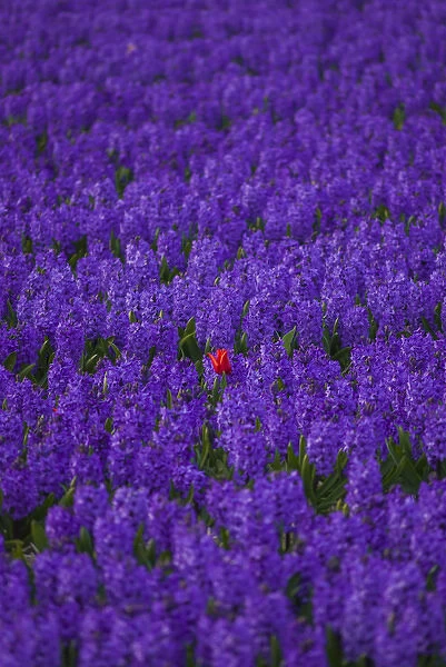 Hyacinth flower fields in famous Lisse, Holland