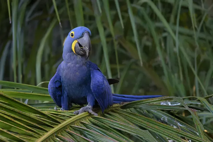 Framed Print : Hyacinth macaw, Mato Grosso, Pantanal, Brazil, South America