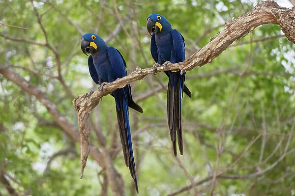 Two Hyacinth macaws, Anodorhynchus hyacinthinus, perching on a branch. Mato Grosso Do Sul State, Brazil