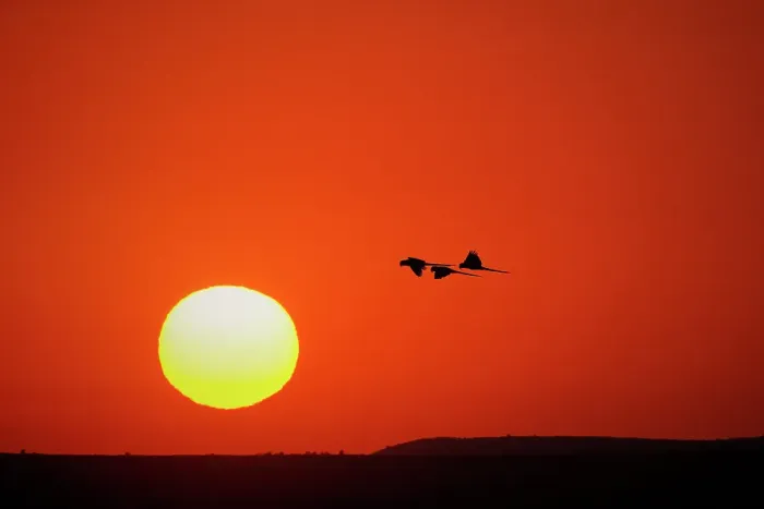Framed Print : Hyacinth macaws silhouetted at sunset, Pantanal, Brazil Framed Print : Hyacinth macaws silhouetted at sunset, Pantanal, Brazil