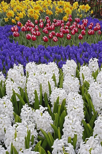 Hyacinth spp. tulips, and daffodils, Keukenhof Gardens, Lisse, Netherlands