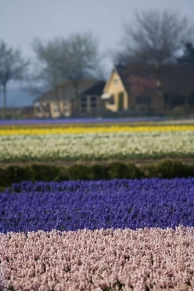 Hyacinth and tulip fields, The Netherlands