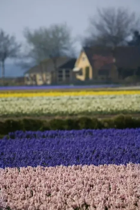 Framed Print : Hyacinth and tulip fields, The Netherlands Framed Print : Hyacinth and tulip fields, The Netherlands