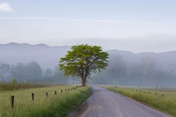 Hyatt Lane in fog Cades Cove Great Smoky Mountains National Park, Tennessee