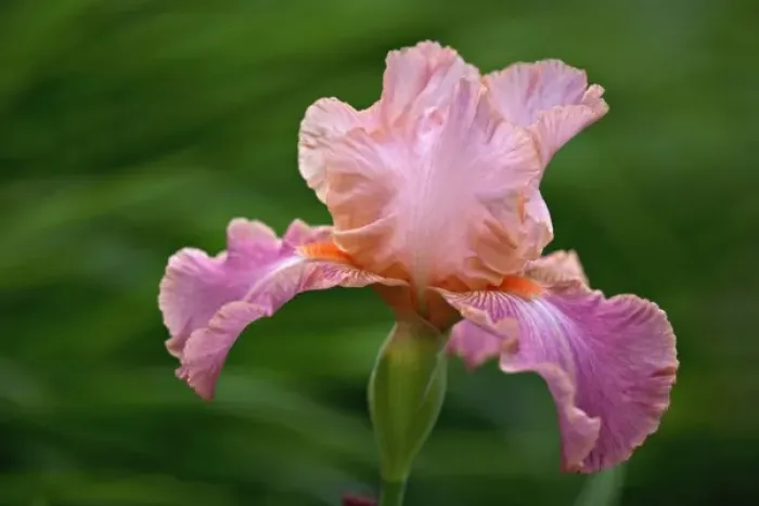 Framed Print : Hybrid Bearded Iris, Louisville, Kentucky Framed Print : Hybrid Bearded Iris, Louisville, Kentucky